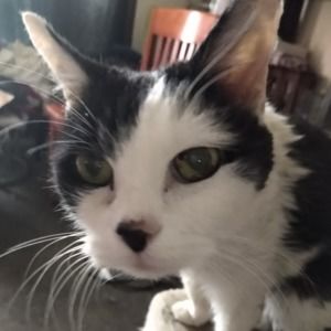 Meet your Posher, Phoebe